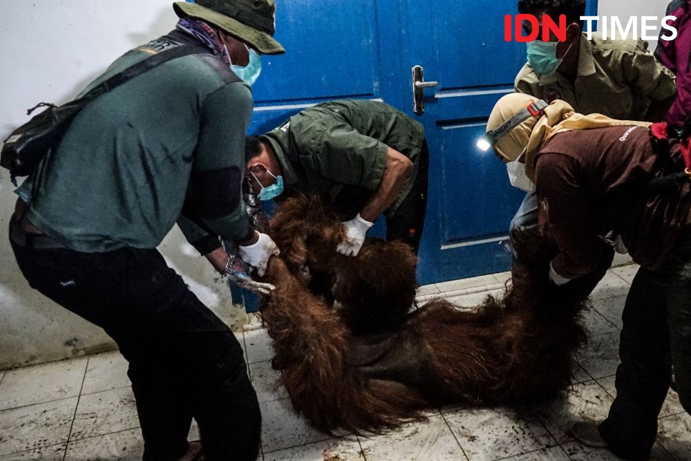 Orangutan Masuk Kebun Warga Ditangkap, Diduga Ada Luka Tembak 