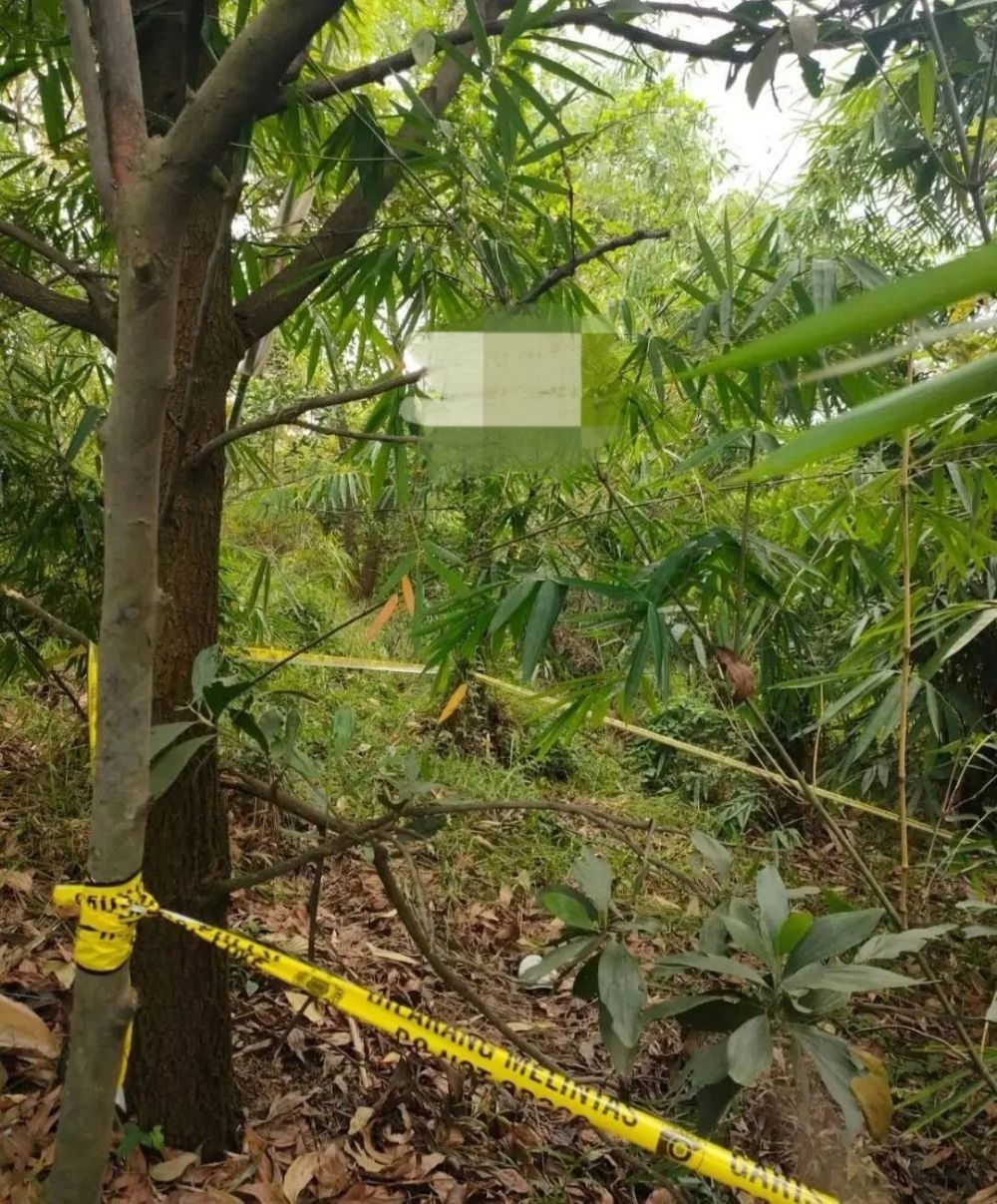 Heboh Tengkorak Pria Ditemukan Tergantung di Pohon Bambu