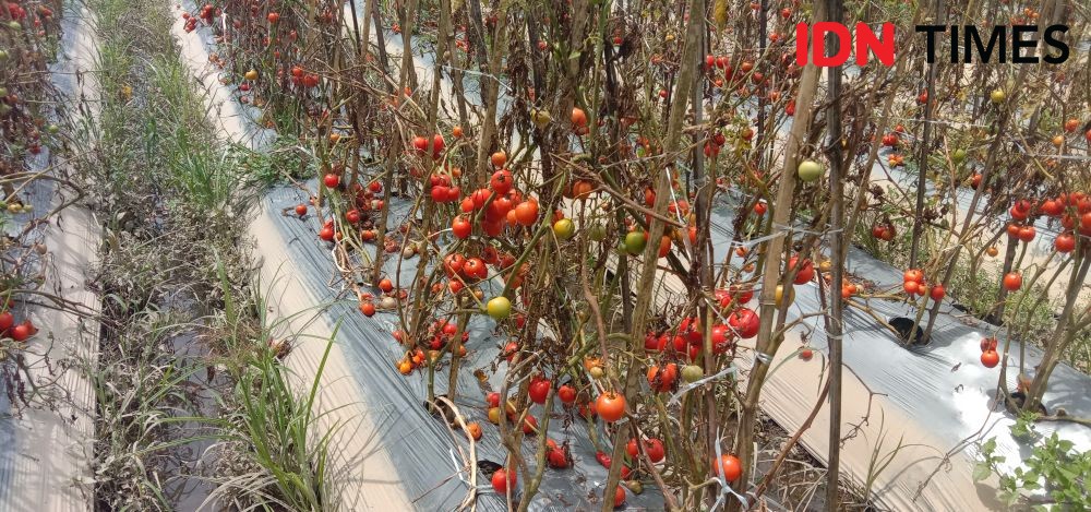 Harga Anjlok, Petani Sembalun Biarkan Tomat Membusuk di Pohon 
