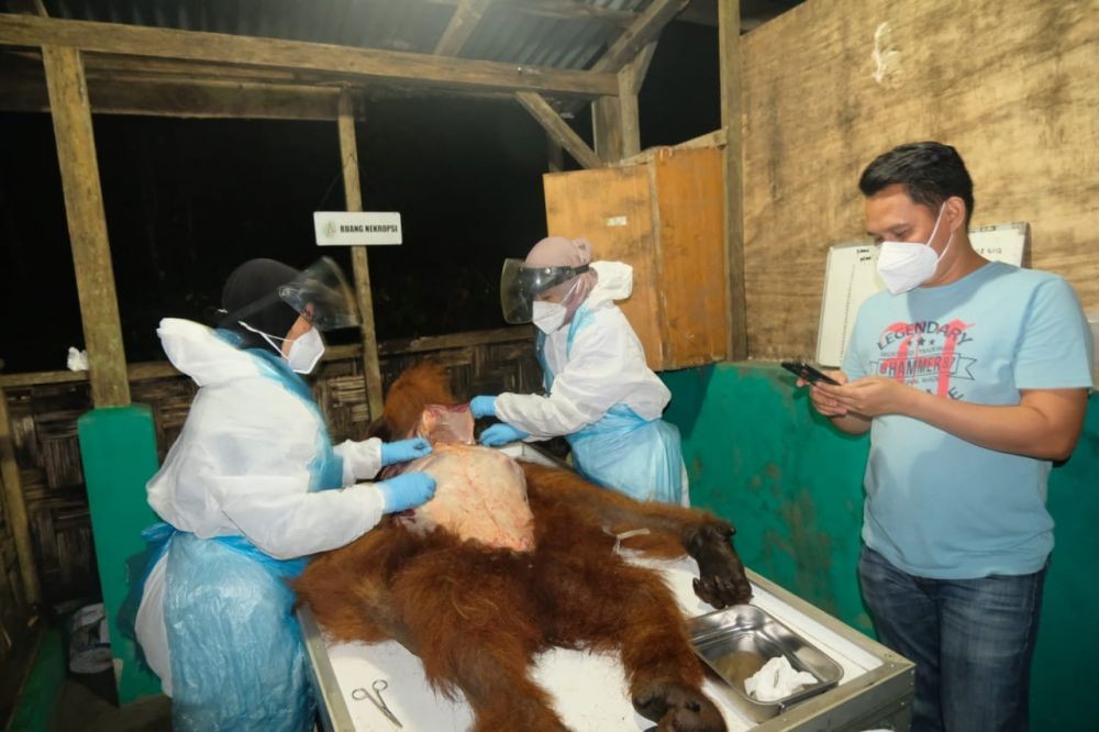 Orangutan Evakuasi dari Karo Mati, Ada Luka Kekerasan Fisik