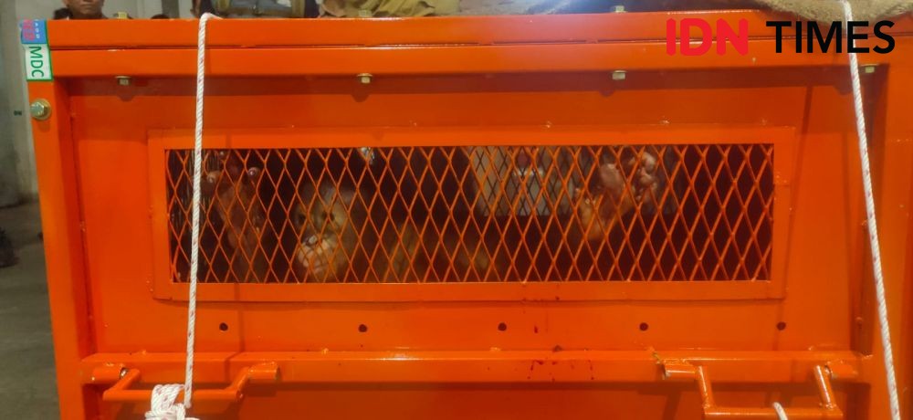 Orangutan Perdagangan Ilegal di Gorontalo Dipulangkan ke Kaltim