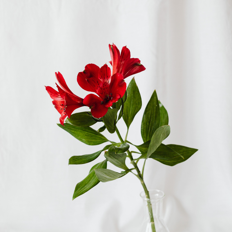 [QUIZ] Pilih Bunga Ini, Kami Tebak Inisial Nama yang Cintanya Gak Pernah Luntur