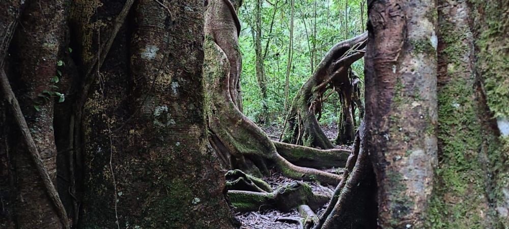 Fakta Unik Giant Tree di Bali, Jadi Lokasi Syuting TXT