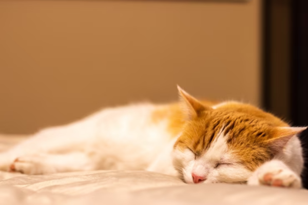 5 Arti Kucing Tidur di Kasur, Ternyata Bukan Cuma Nyaman