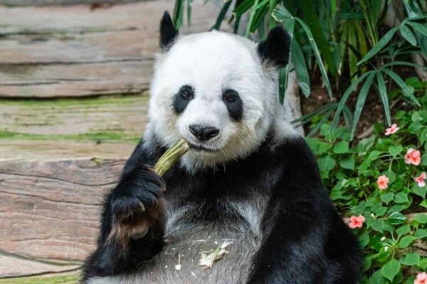 7 Alasan Panda Adalah Hewan yang Berbahaya, Jangan Diganggu!