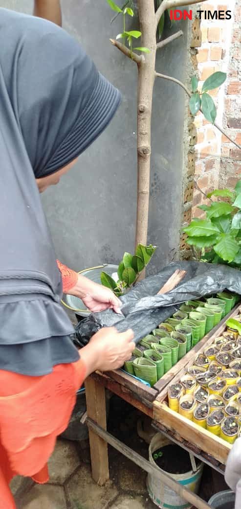 Tren Urban Farming di Kota Bandar Lampung Hasilkan Pundi-Pundi Rupiah 