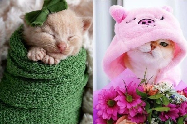 12 Potret Kucing Pose Tampil Super Imut, Bikin Autogemas!