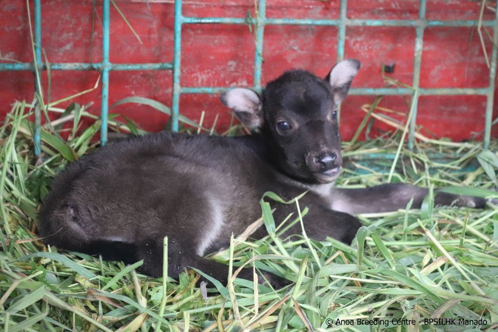 Lahirnya Raden, Anoa di Anoa Breeding Centre Manado