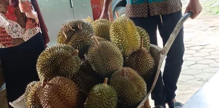Legitnya Durian Pandan Arum dan Mugit dari Bojonegoro