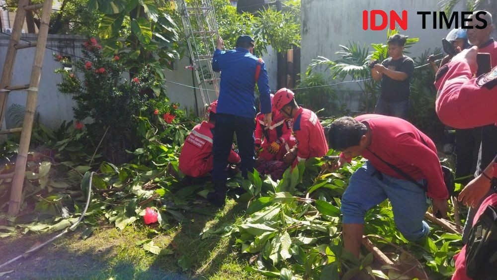 Aksi Petugas Damkar Makassar Evakuasi Pria Tersengat Listrik di Pohon