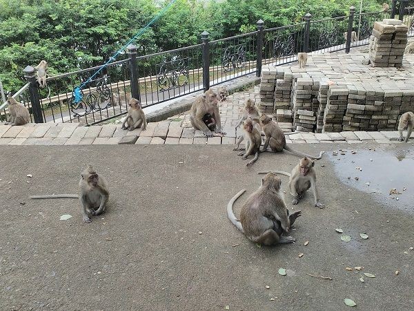Efek Kemarau, Kawanan Monyet Goa Kreo Tepergok Masuk Kamar Warga
