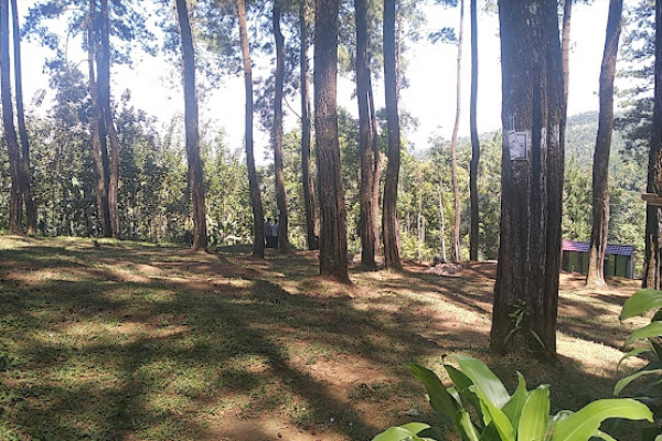 Wisata Alam Pinus Batu Cakra, Tempat Camping dengan Pemandangan Indah!