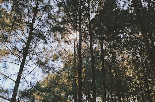 Wisata Alam Pinus Batu Cakra, Tempat Camping dengan Pemandangan Indah!