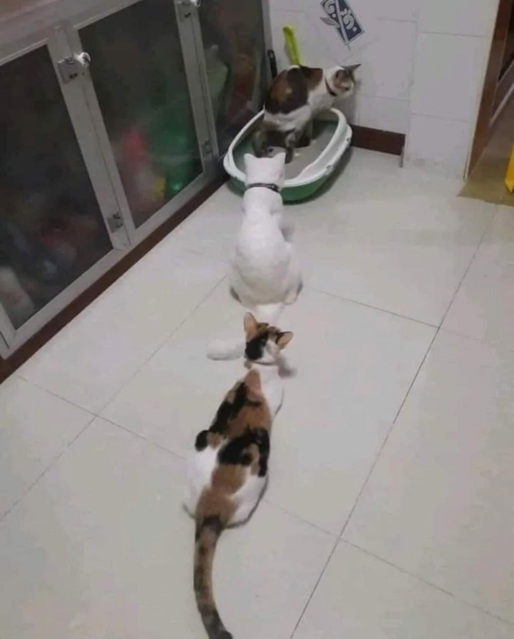 8 Potret Kucing Sedang Antre, Tertib Banget Deh!