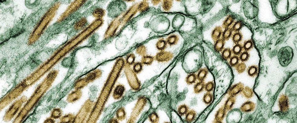 Pemprov Jabar Belum Temukan Flu Burung H5N1 Seperti di Eropa