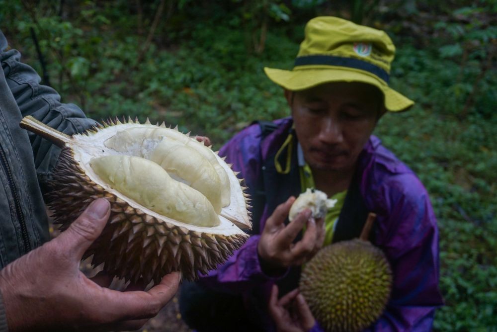 Kubar Mempromosikan Durian Melak yang Terkenal di Kaltim