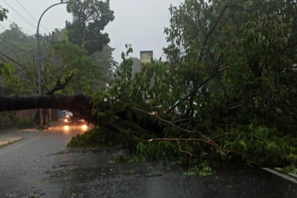 Hati Hati Berkendara Pohon Tumbang Akibat Hujan Lebat