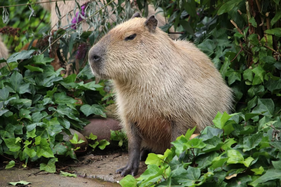 Perbedaan Capybara dan Guinea Pig, Sering Dikira Sama