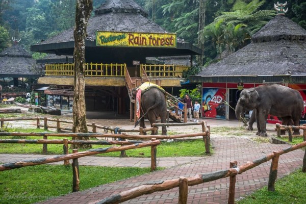 7 Wahana Taman Safari Bogor yang Bikin Wisata Makin Seru