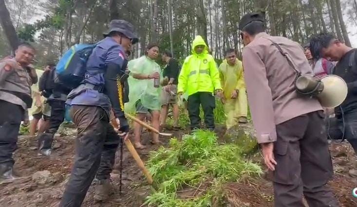 Polisi Temukan 1 Hektare Ladang Ganja di Bone, Sudah 3 Kali Panen