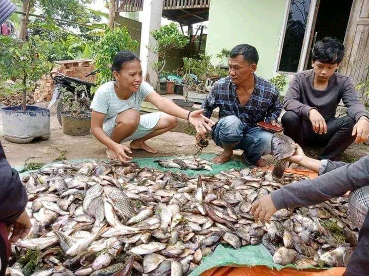 Ribuan Ikan Danau Ranau Mati karena Asam Belerang Naik ke Permukaan