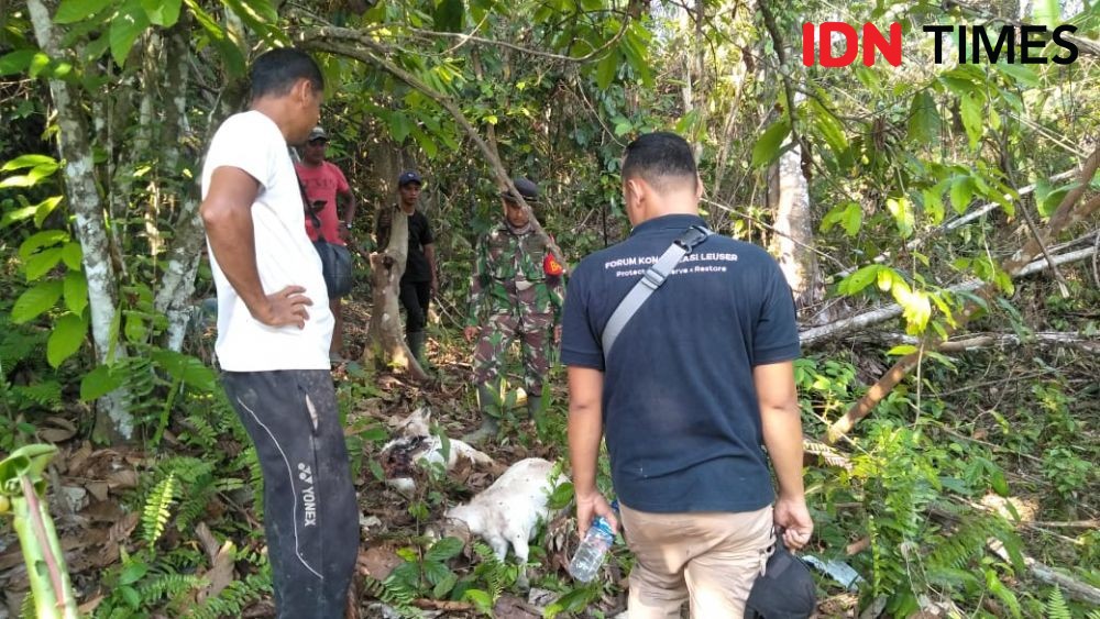 Tiga Ternak Warga Mati di Aceh Timur, Diduga Diserang Harimau 