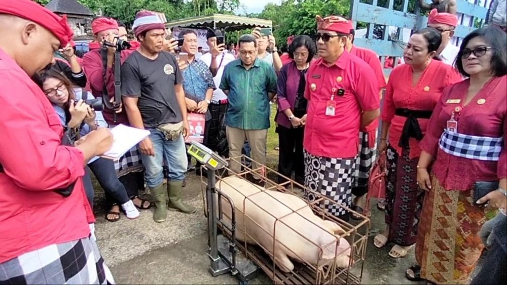 Perdana! Tabanan Kirim Ternak Babi ke Jakarta