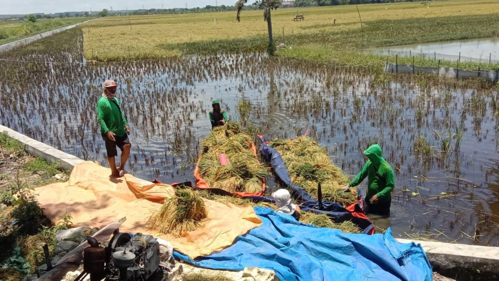 Sawah Terendam Air, Petani Tuban Panen Padi Lebih Dini