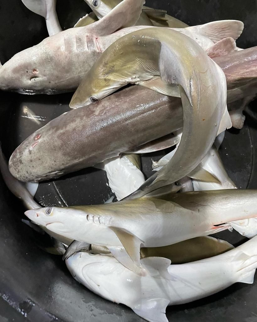 Melihat Pasar Ikan Balekambang di Solo, Daerah yang Tidak Punya Laut