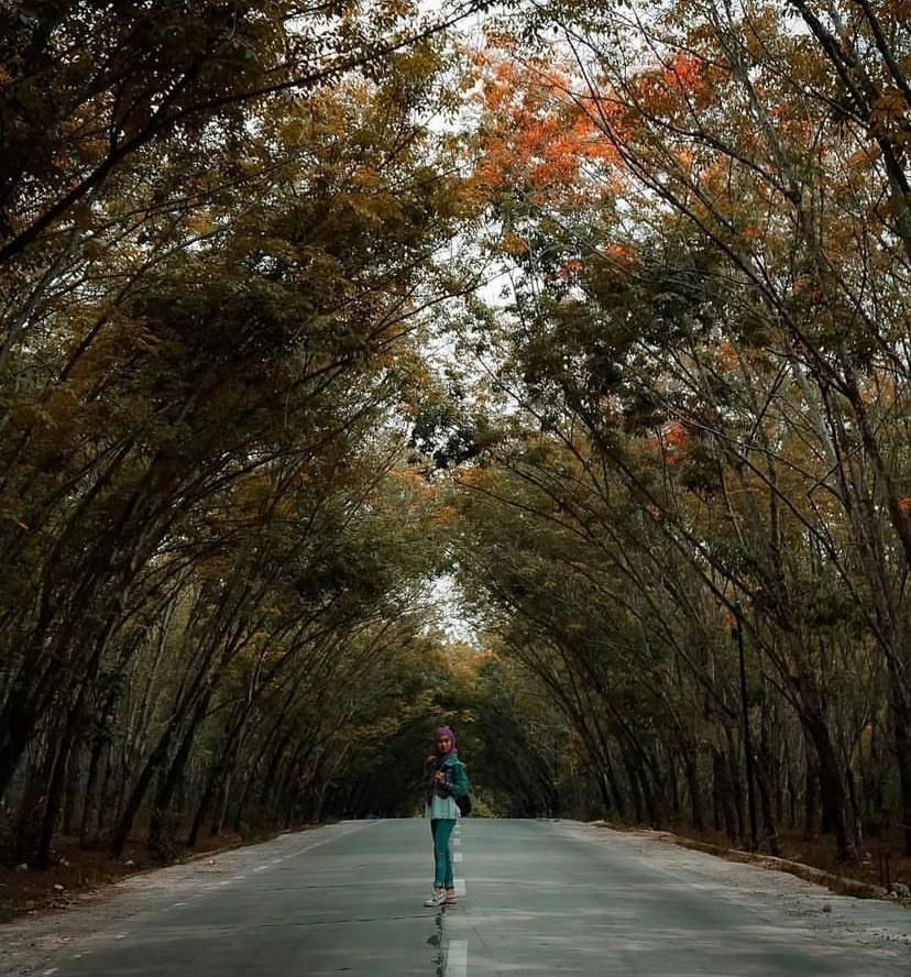 Rekomendasi Wisata Hutan Hidden Gem di Lampung, Adem Banget!