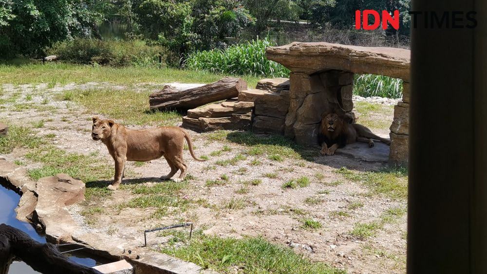 Keseruan Jan Ethes dan La Lembah Makan Ditemani Singa di Solo Safari