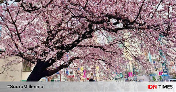 Tempat Terbaik Melihat Bunga Sakura Di Jepang