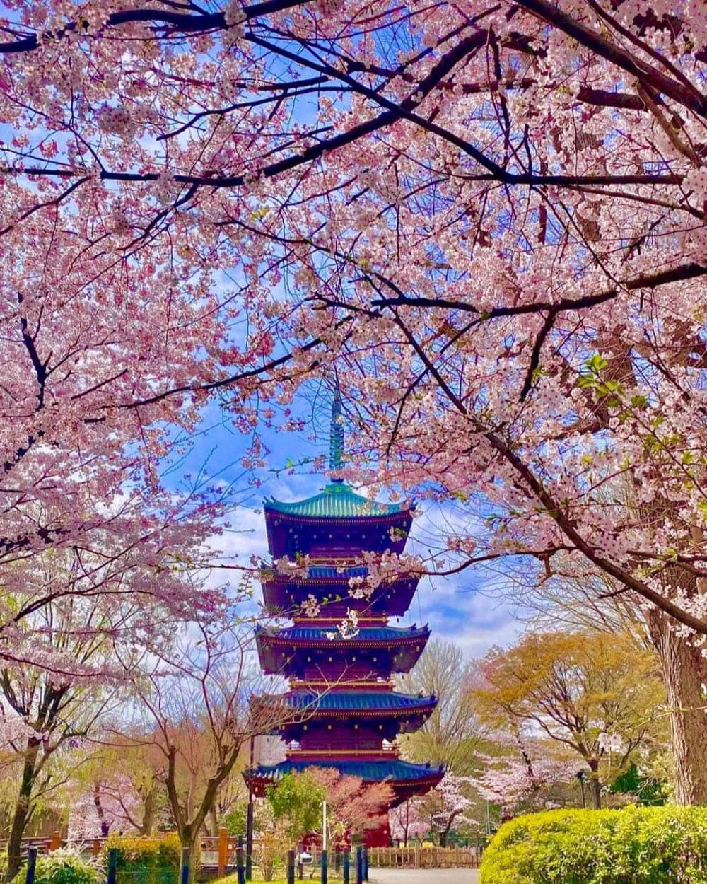 Tempat Terbaik Melihat Bunga Sakura Di Jepang