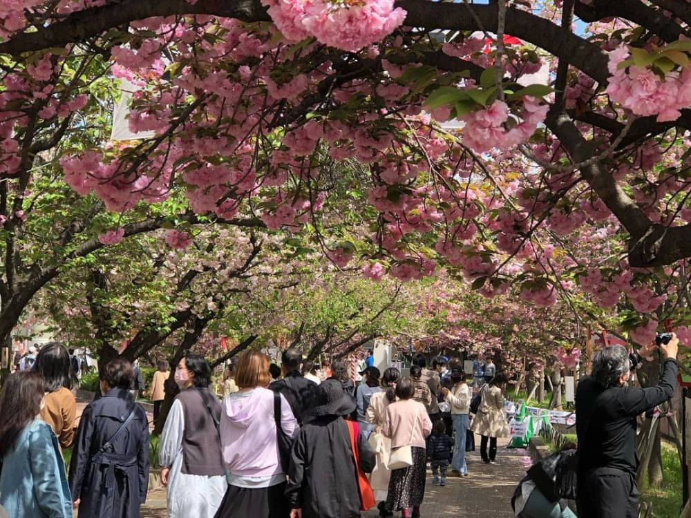 Tempat Terbaik Melihat Bunga Sakura Di Jepang