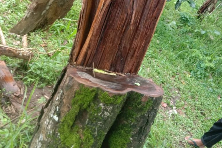 3 Orang Jadi Tersangka Illegal Logging Hutan di Buleleng
