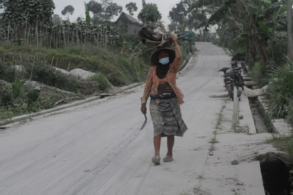 Rumput Tertutup Abu Vulkanik Merapi, Ternak di Magelang Kurang Nafsu Makan