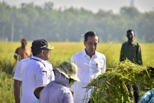 Jokowi Panen Padi di Ngawi, Hasilnya Lebih Tinggi dari Daerah Lain