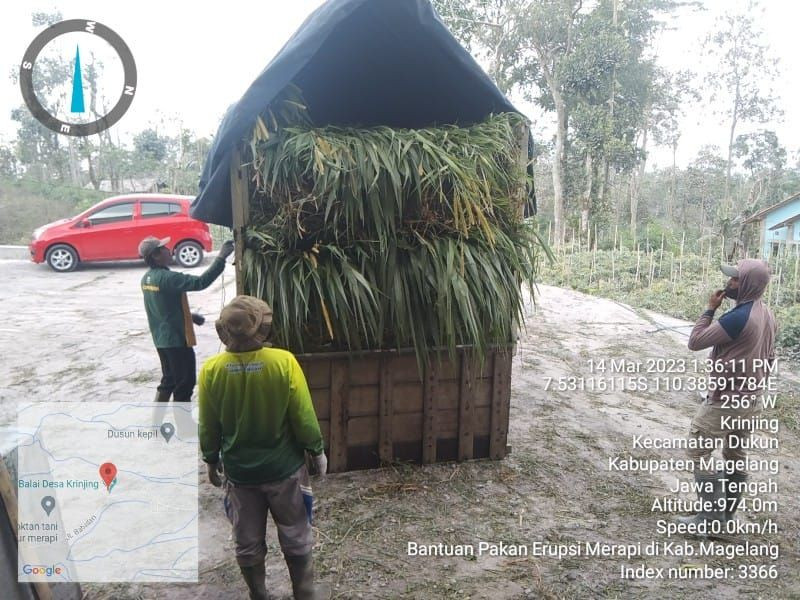 Rumput Tertutup Abu Vulkanik Merapi, Ternak di Magelang Kurang Nafsu Makan