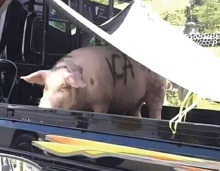 Jadi Meme, Kenapa Babi Dipanggil Ica sama Netizen Indonesia?