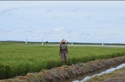 Mentan Dukung Optimasi Rawa Menjadi Lahan Sawah di Sumsel