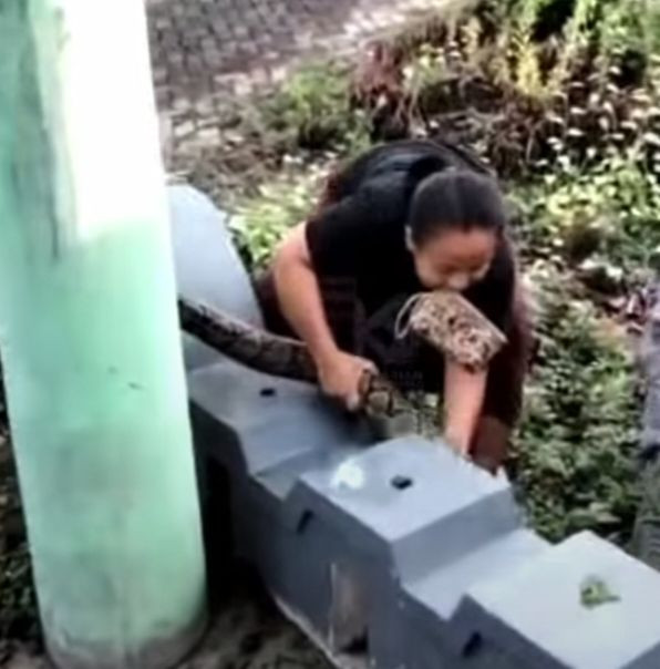 Nyaris Makan Kucing, Emak-Emak Semarang Nekat Tangkap Ular di Selokan