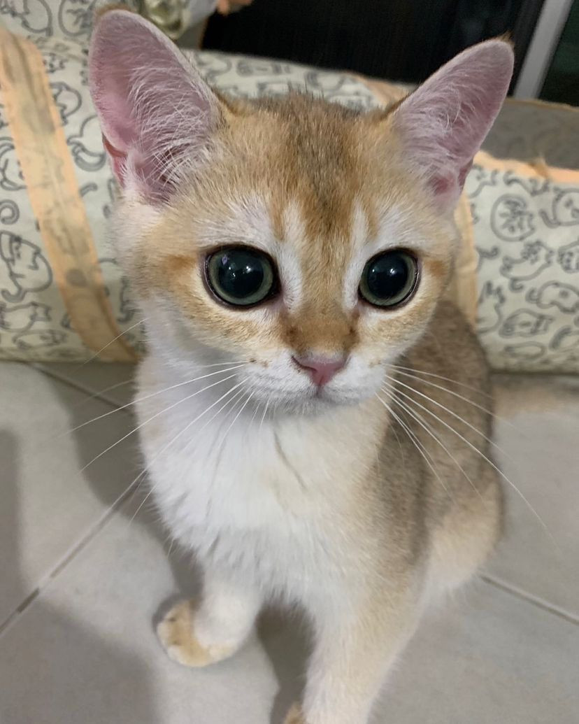 8 Fakta Kante, Kucing Gulf Kanawut yang Gemoy
