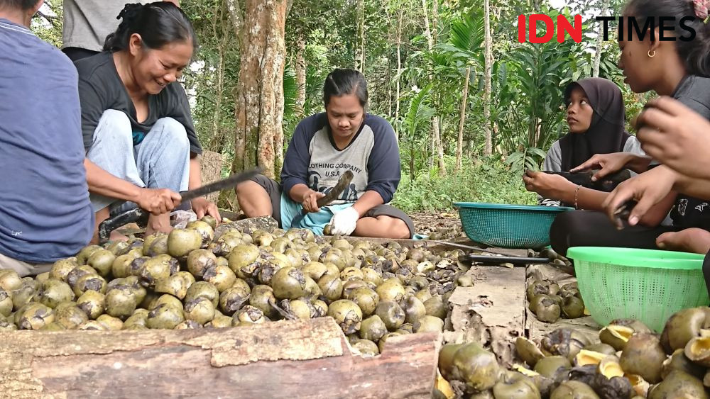 Tradisi Panen Beluluk Saat Ramadan di Desa Jambi Tulo