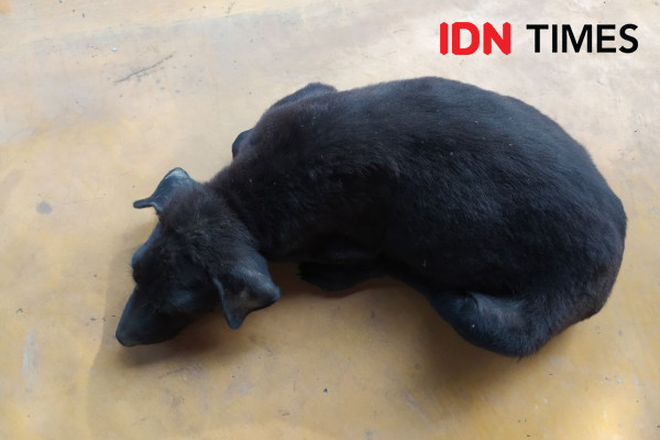 10 Potret Tumpek Kandang untuk Hewan Peliharaan di Bali