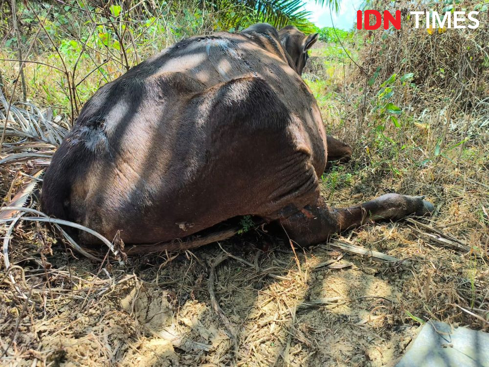 Ternak Warga Diduga Jadi Korban Serangan Harimau di Aceh Timur