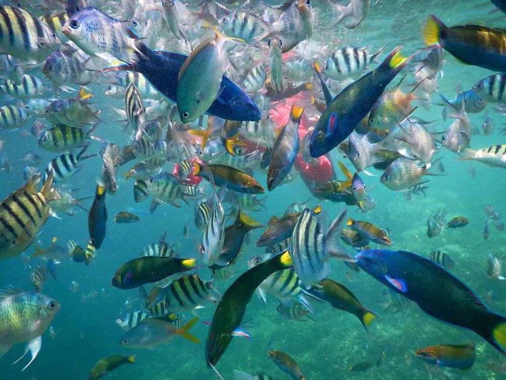 5 Rekomendasi Wisata Snorkeling di Lampung, Surga Bawah Laut!