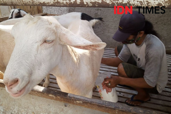 Pesanan Susu Kambing asal Purwakarta Meningkat saat Ramadan