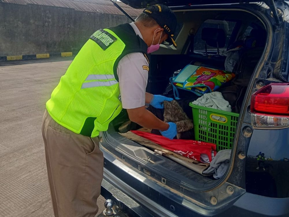 Penumpang Kapal di Semarang Kabur Ketahuan Bawa Buaya dan Betet