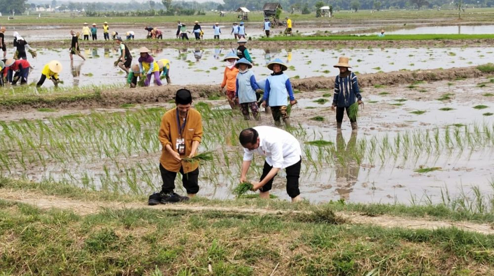 Tanam Padi di Tuban, Jokowi Puji Penggunaan Pupuk Organik