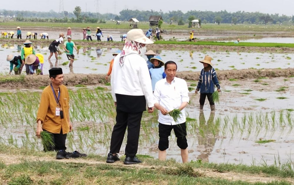 Tanam Padi di Tuban, Jokowi Puji Penggunaan Pupuk Organik